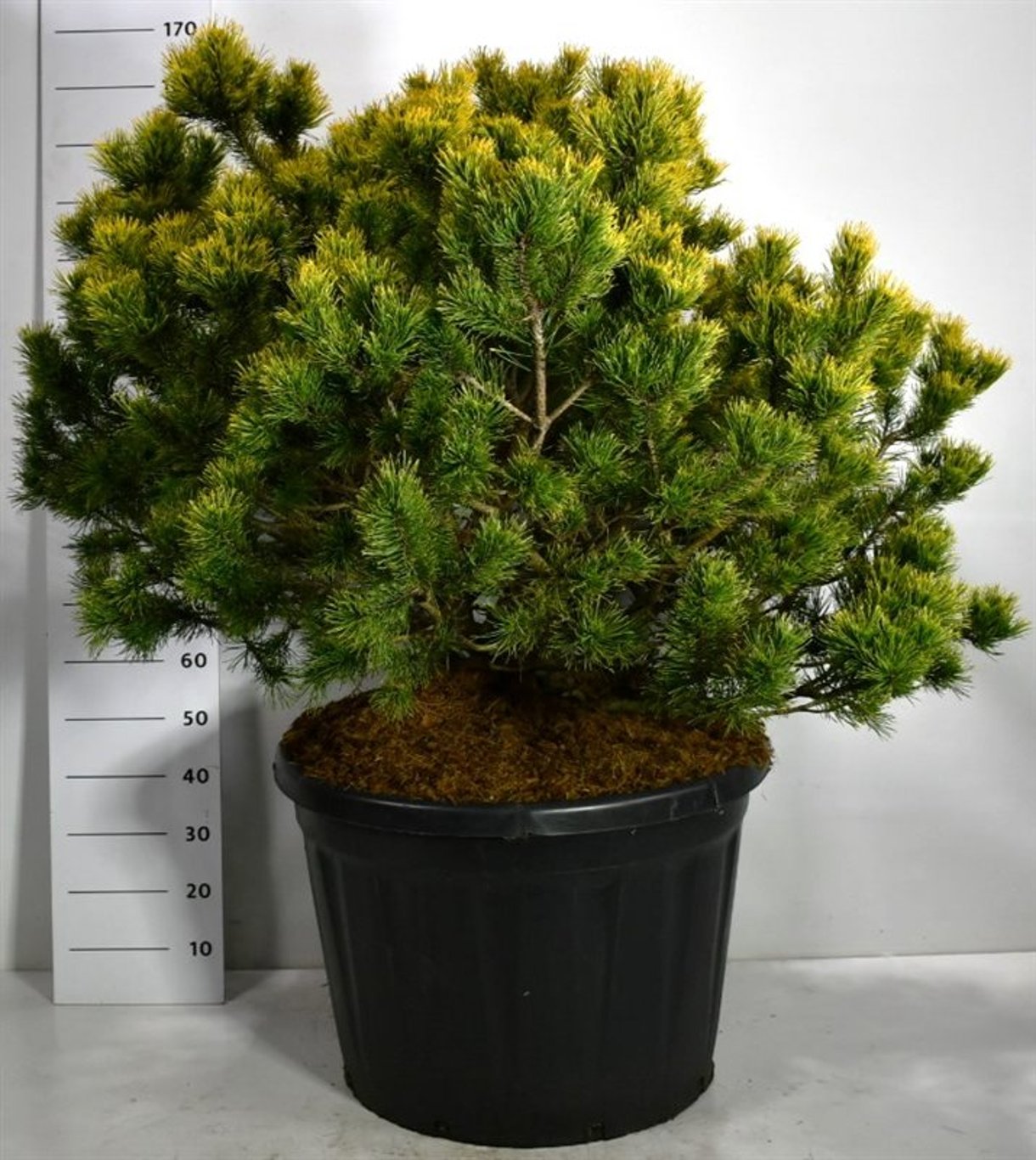 Pinus mugo 'Winter Gold' - C150 100-120 CM